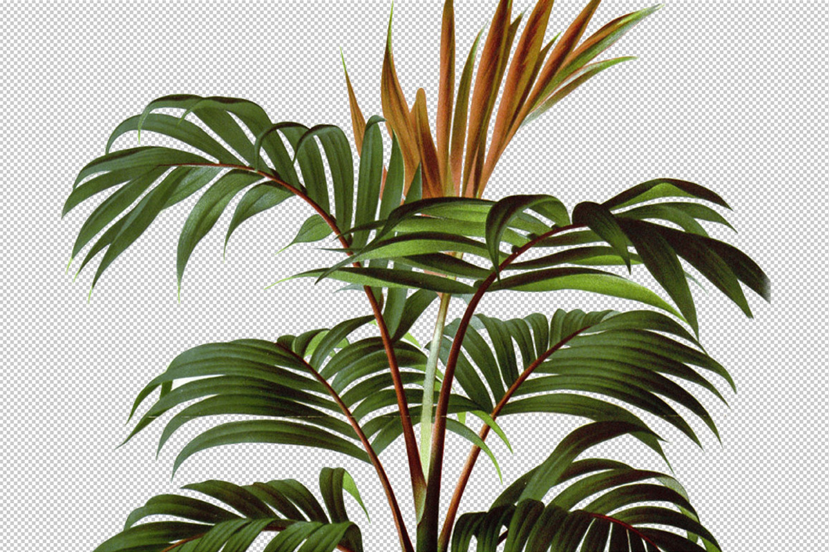 Botanical Master Collection, a Food Illustration by BlackBird Foundry (Photo 10 of 10)
