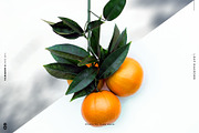 Leaf Shadows, a Templates & Theme by TANOSHII DESIGN (Thumbnail 4 of 10)