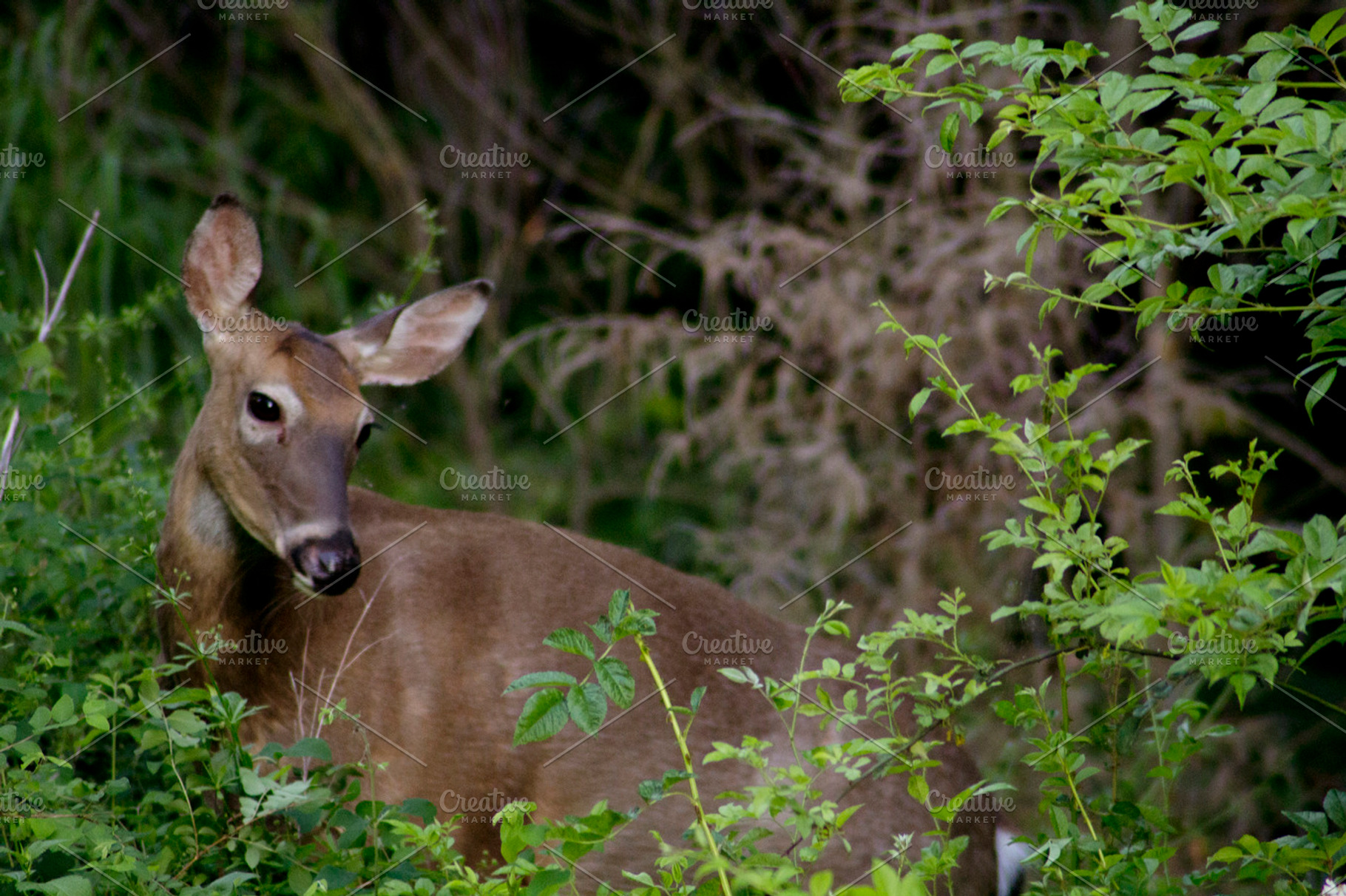 Coquettish Doe, an Animal Photo by LS Nature Photography
