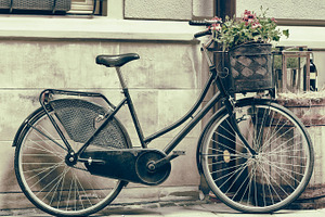 Old bicycle carrying flowers containing aged, flowers, and floral