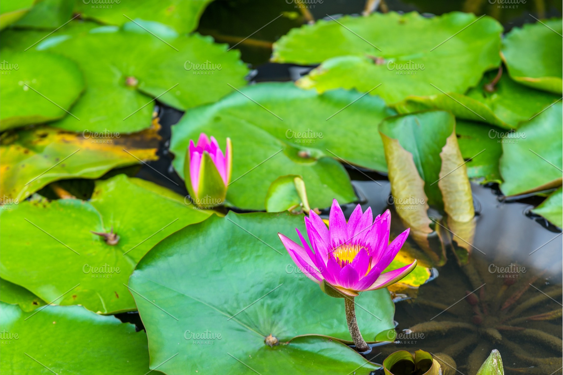 Water lilies in a pond the city of singapore stock photo containing water and, a Nature Photo by Leonid Andronov