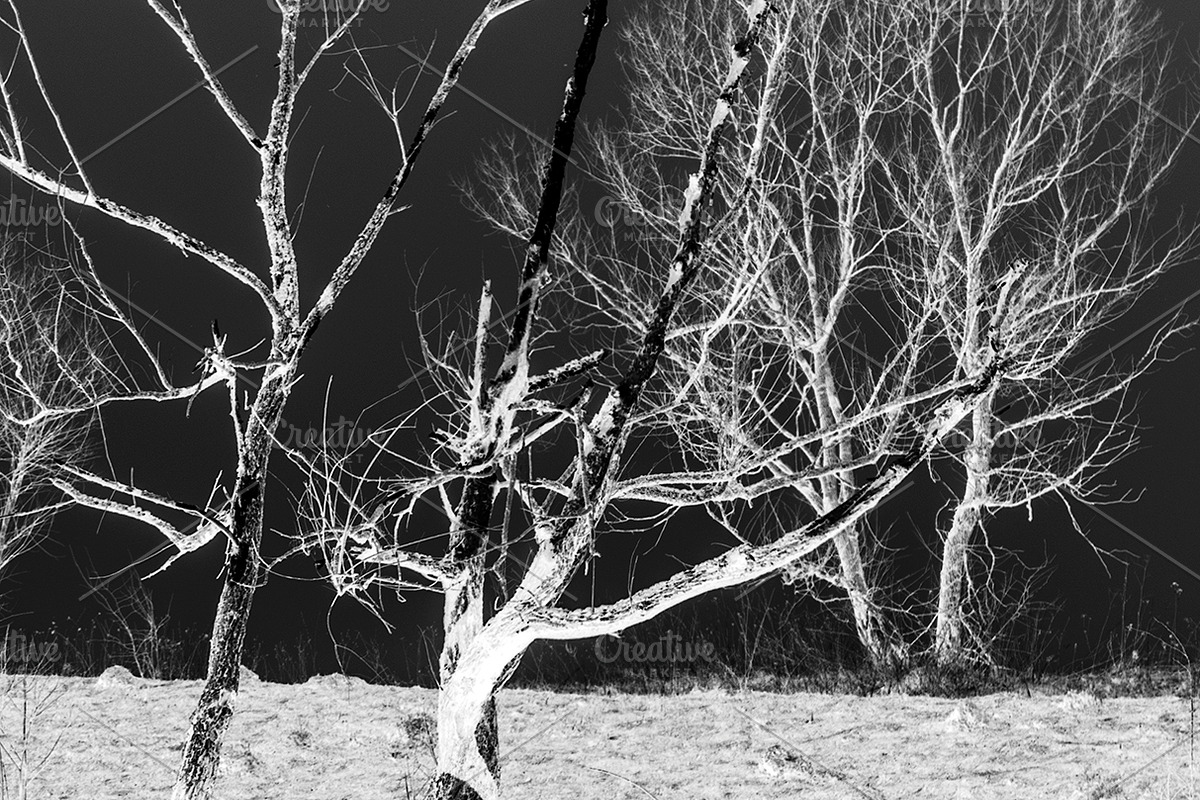 The scorched earth, a Nature Photo by Schreibikus (Photo 2 of 3)