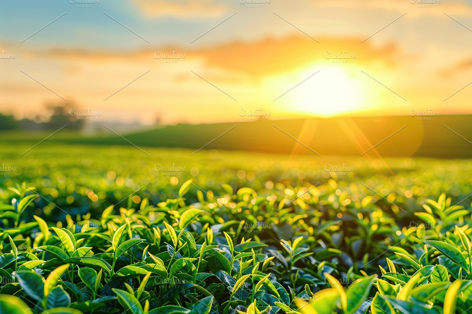 Green tea plantation at sunrise background, a Nature Photo by AlyaAnd, image size:1820x1214
