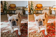 Light and Airy Warm Lightroom Preset, a Preset Add-On by artboard1 (Thumbnail 7 of 7)