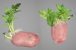 Young Potato Plant