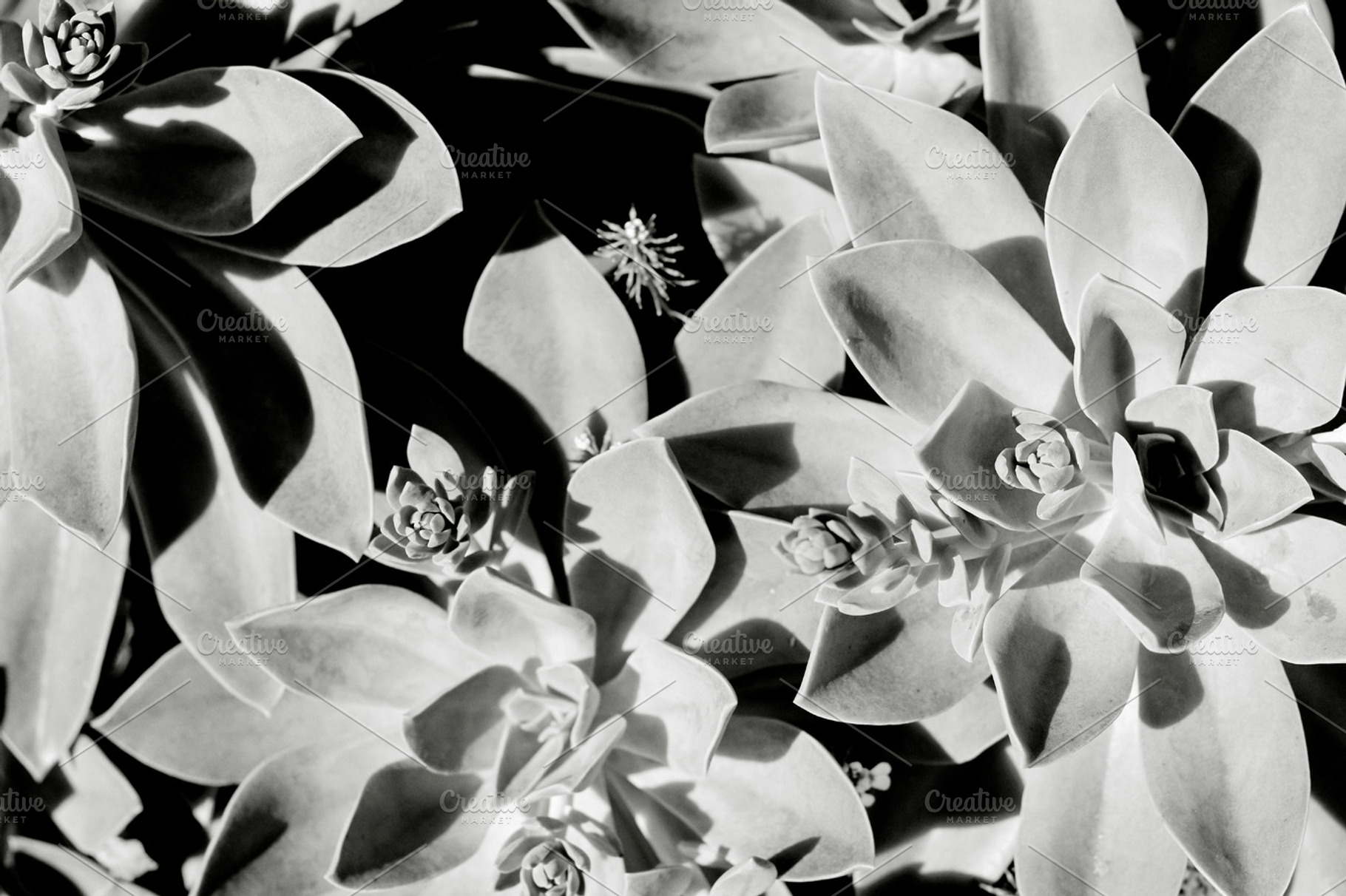 Black and White Succulents, a Nature Photo by Juliet Meeks Design