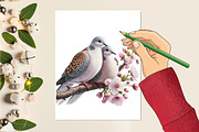 Watercolor Romantic Dove clipart PNG, a Seasonal Illustration by Craft Nest (Thumbnail 2 of 5)