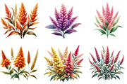 Celosia Flower Clipart, an Illustration by DreamArtGraphic (Thumbnail 5 of 5)