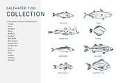The Saltwater Fish Collection, an Animal Illustration by dicreate (Thumbnail 4 of 6)