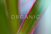Organic | 20 Botanical Photos, a Nature Photo by Melanie Helena (Thumbnail 5 of 20)