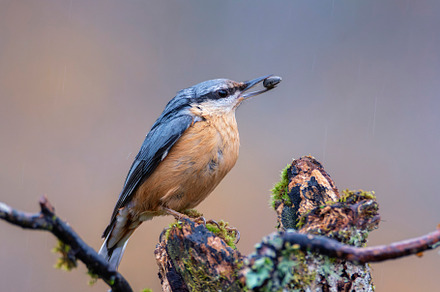 Eurasian nuthatch with pipe in the beak., an Animal Photo by CreativePhotoSpain