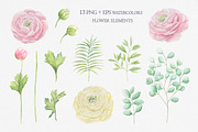 Watercolor ranunculus., an Illustration by BrushArtDesigns (Thumbnail 2 of 6)