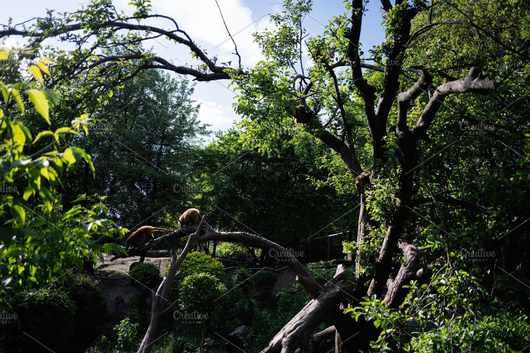 Animals on a tree in a vibrant green forest setting, a Photo by AS photostudio