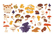 Forest mushrooms, fungi set, pattern, a Food Illustration by PaperTrident (Thumbnail 1 of 6)