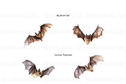 Watercolor Bat Clipart, Cute Bat PNG, an Animal Illustration by BrushstrokeArtGB (Thumbnail 6 of 9)
