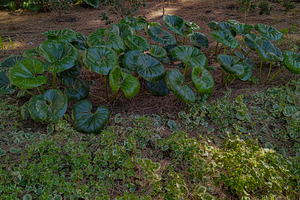Tropical leaves in villa dolores botanical zone, montevideo, uru, a Nature Photo by DanFLCreativo