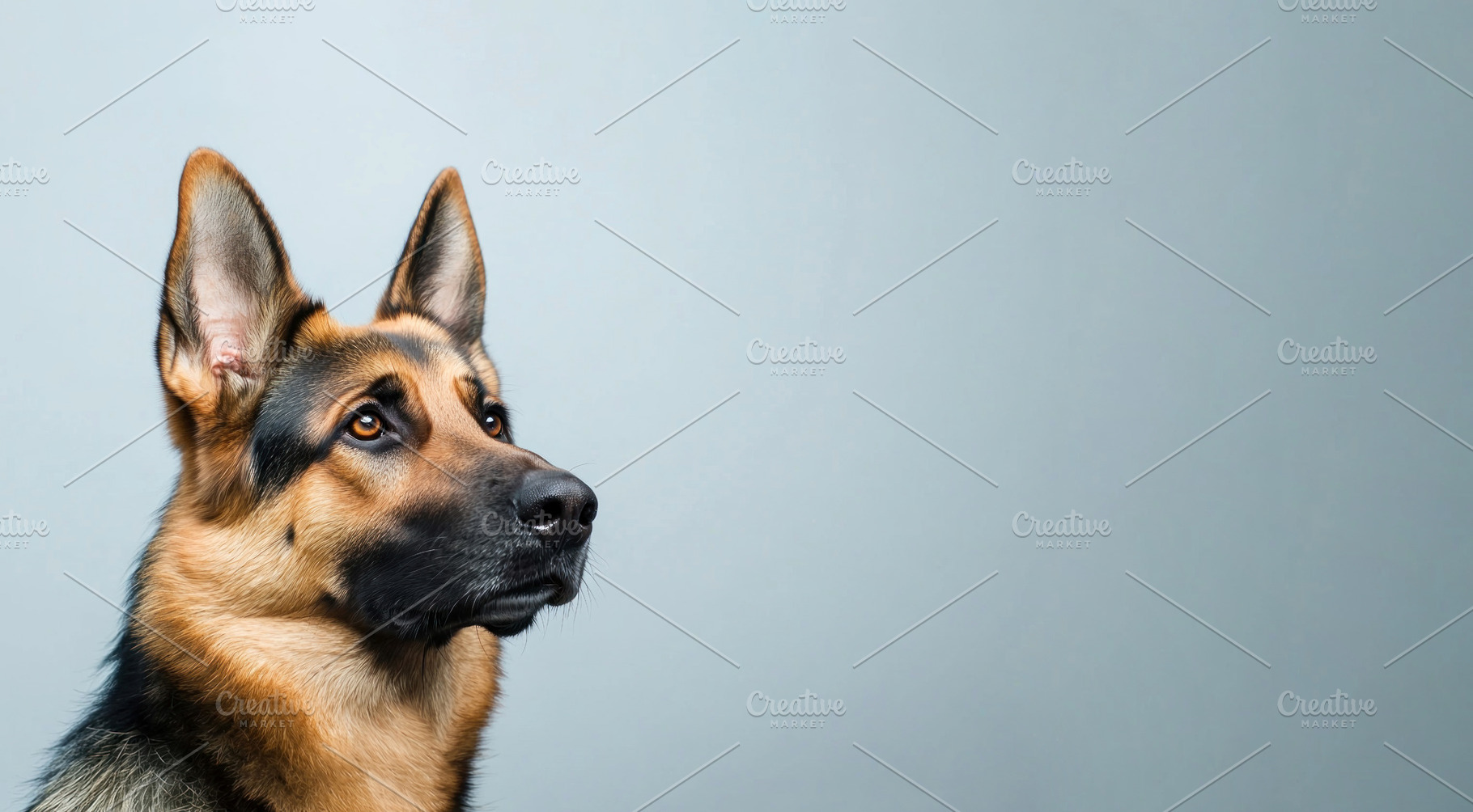 Alert German Shepherd dog looking to the side against a blank gr, an Animal Photo by José Manuel Gelpi