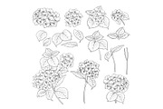 Black contour of hydrangea., a Decorative Illustration by Kotkoa (Thumbnail 8 of 8)