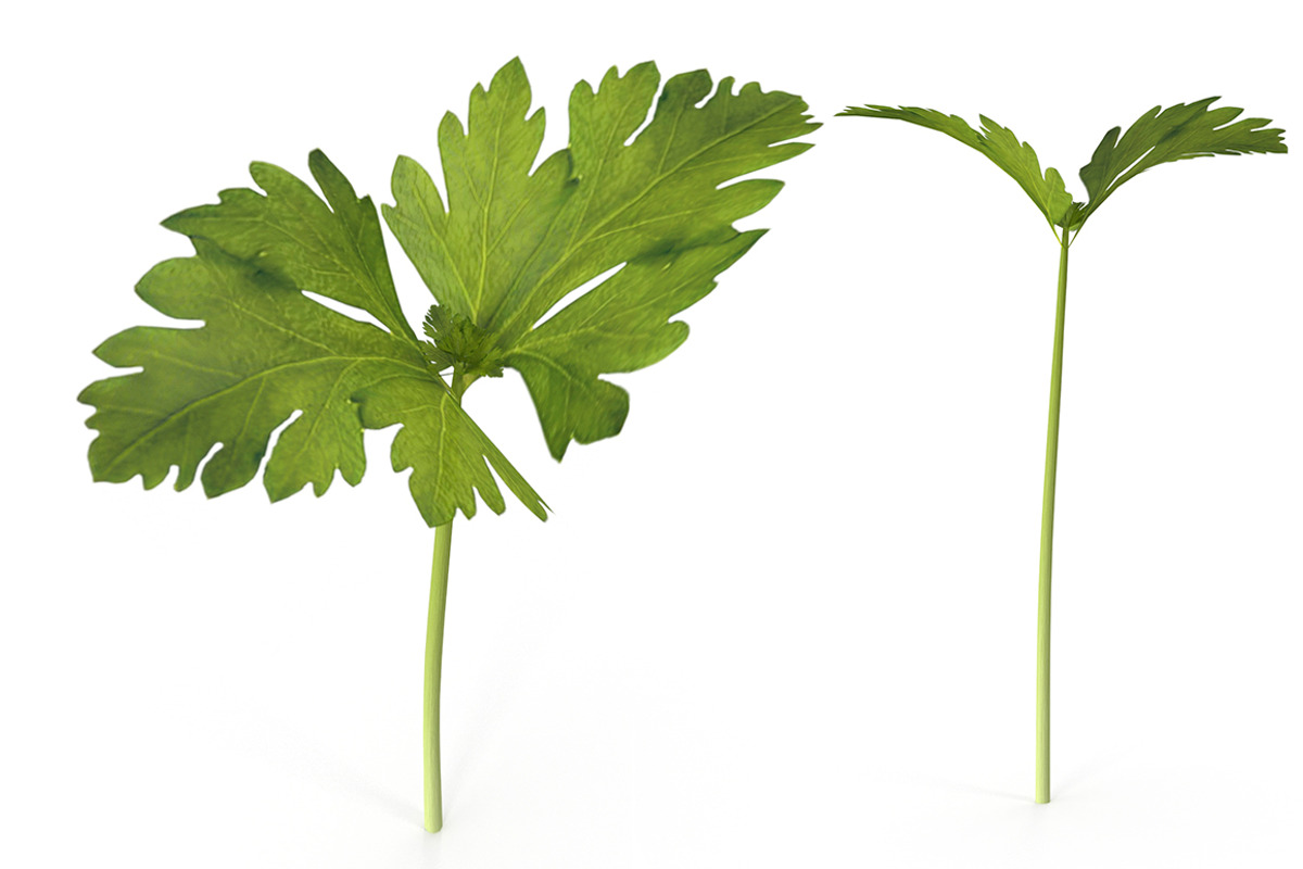 Celery, an Environmental 3D Model by AndrewWhite (Photo 1 of 9)