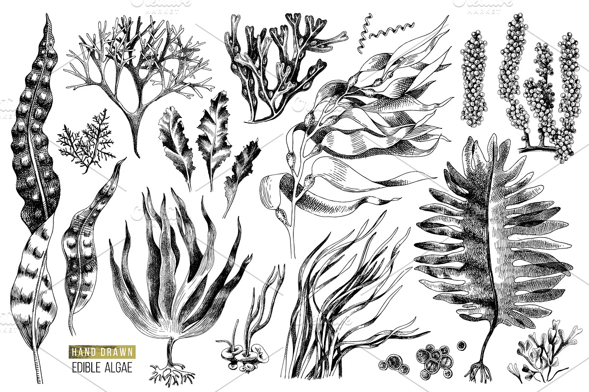 Hand drawn edible seaweeds, a Decorative Illustration by handsketched (Photo 6 of 7)
