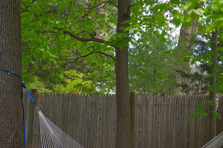 Empty Hammock Under Trees