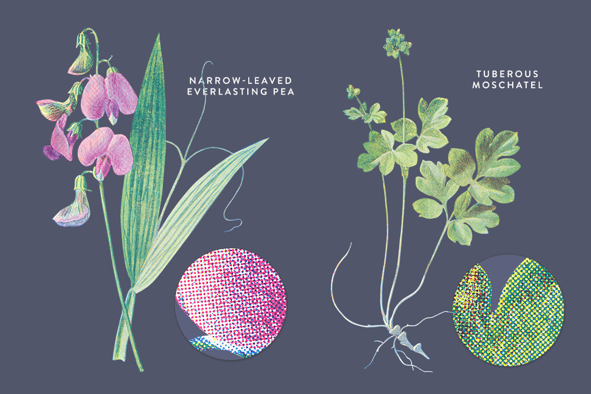 Vintage Flower Illustrations Bundle, an Illustration by Greta Ivy (Photo 8 of 62)