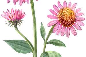 Echinacea Pencil Illustration Set