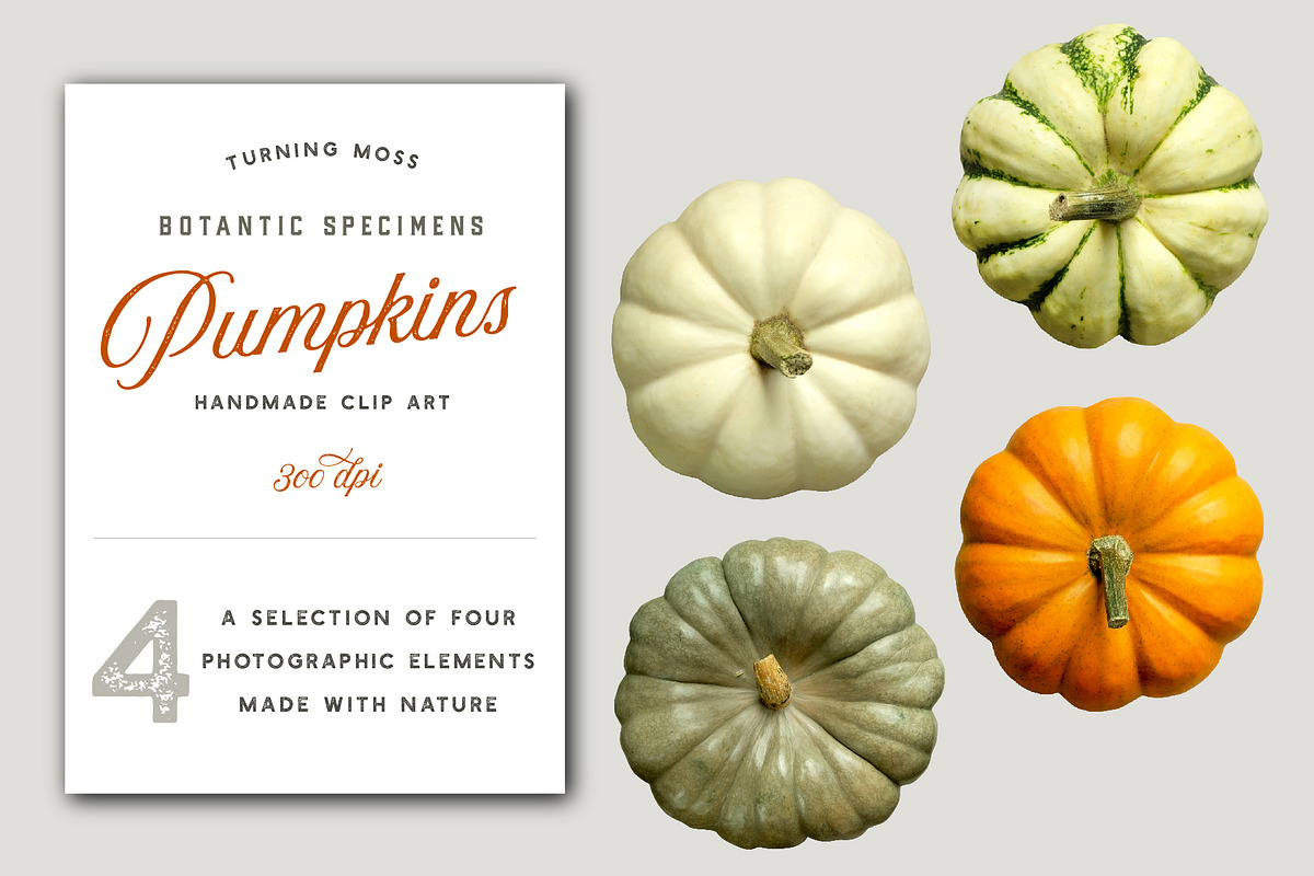 Pumpkins - Realistic Top View MockUp, an Object Graphic by Turning Moss (Photo 1 of 2)