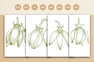 Ylang Ylang flower engraving style