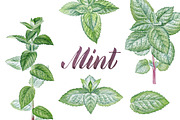 Mint, a Food Illustration by Watercolor life (Thumbnail 1 of 6)
