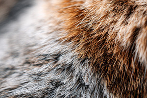 Close-up of tiger fur texture, a Background Photo by AlyaAnd