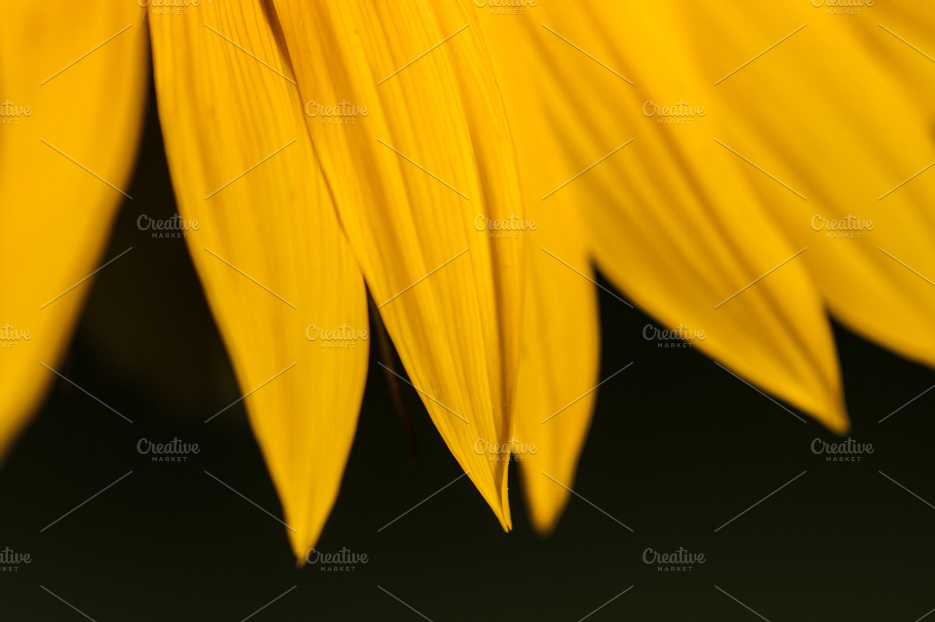 Petals of a sunflower close-up., a Nature Photo by JS Shop