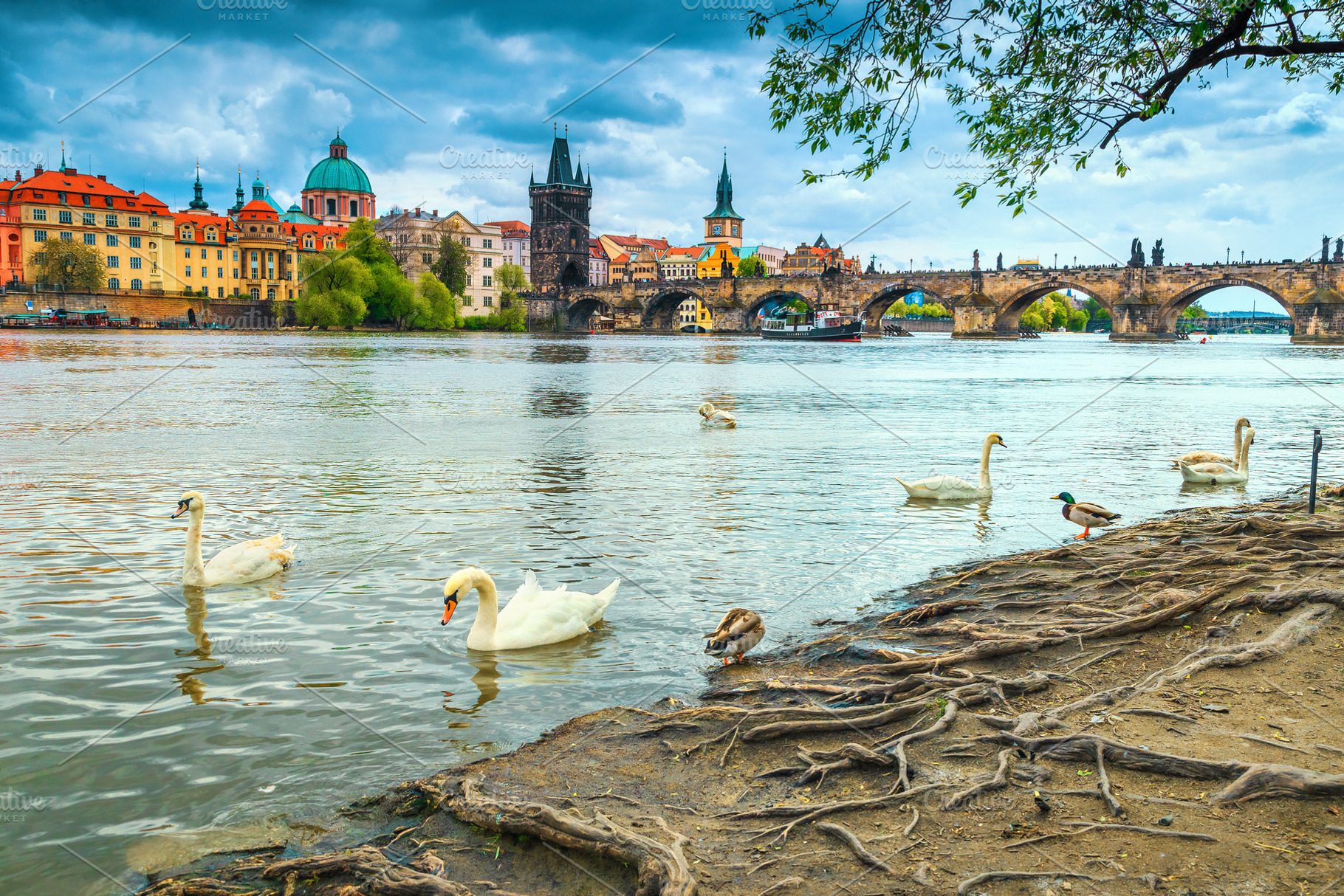 Charles bridge and swans on river, an Architecture Photo by Alpine Dreams