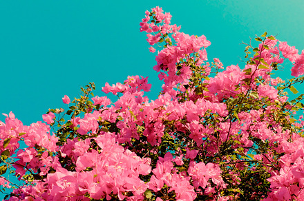 Vintage Flower Containing Vintage Flower And Floral preview 4