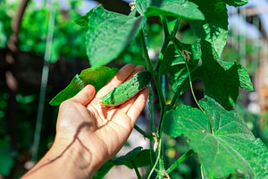 Hand Holding Fresh Cucumber, a Nature Photo by Ales Munt