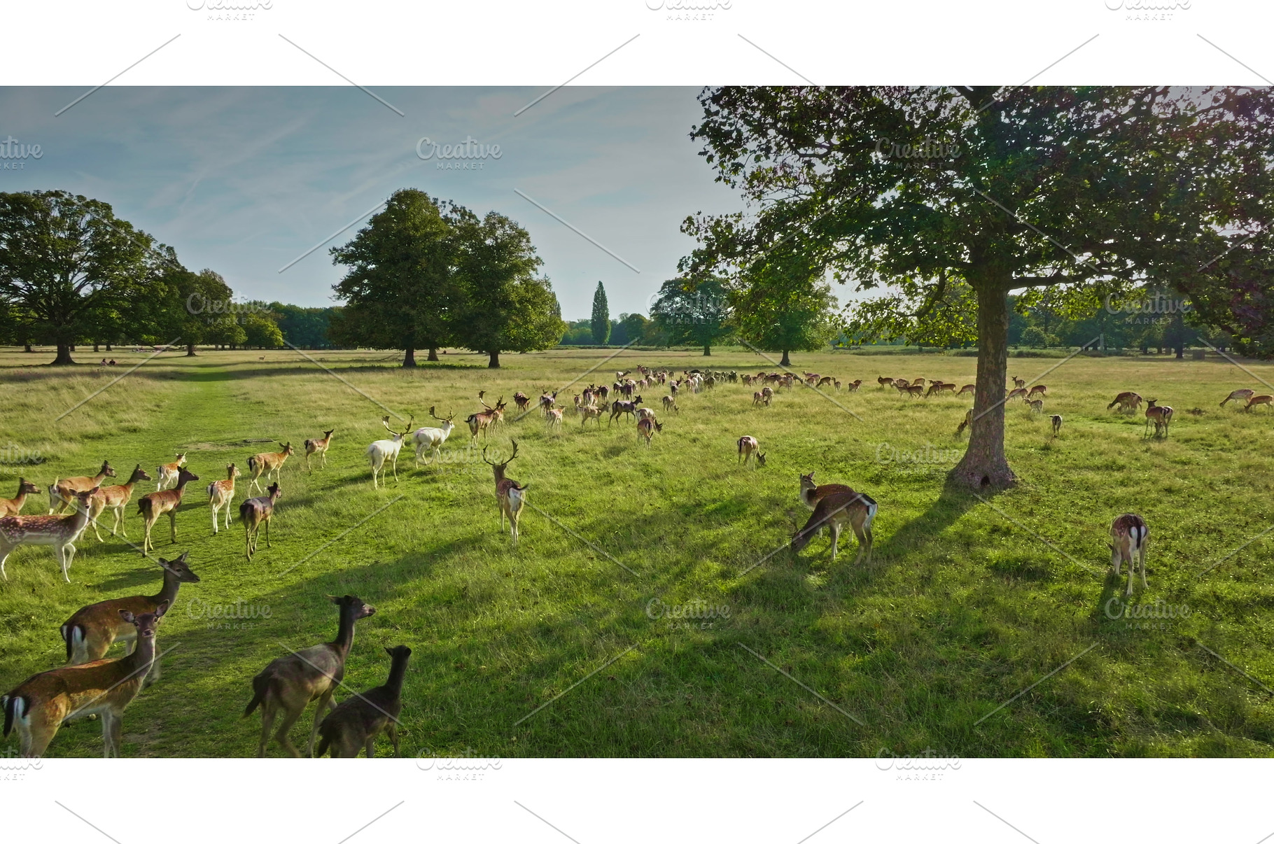 Fallow deer grazing in a park during, an Animal Photo by Goinyk