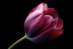 Purple tulip on dark bg, a Photo by Beautiful things
