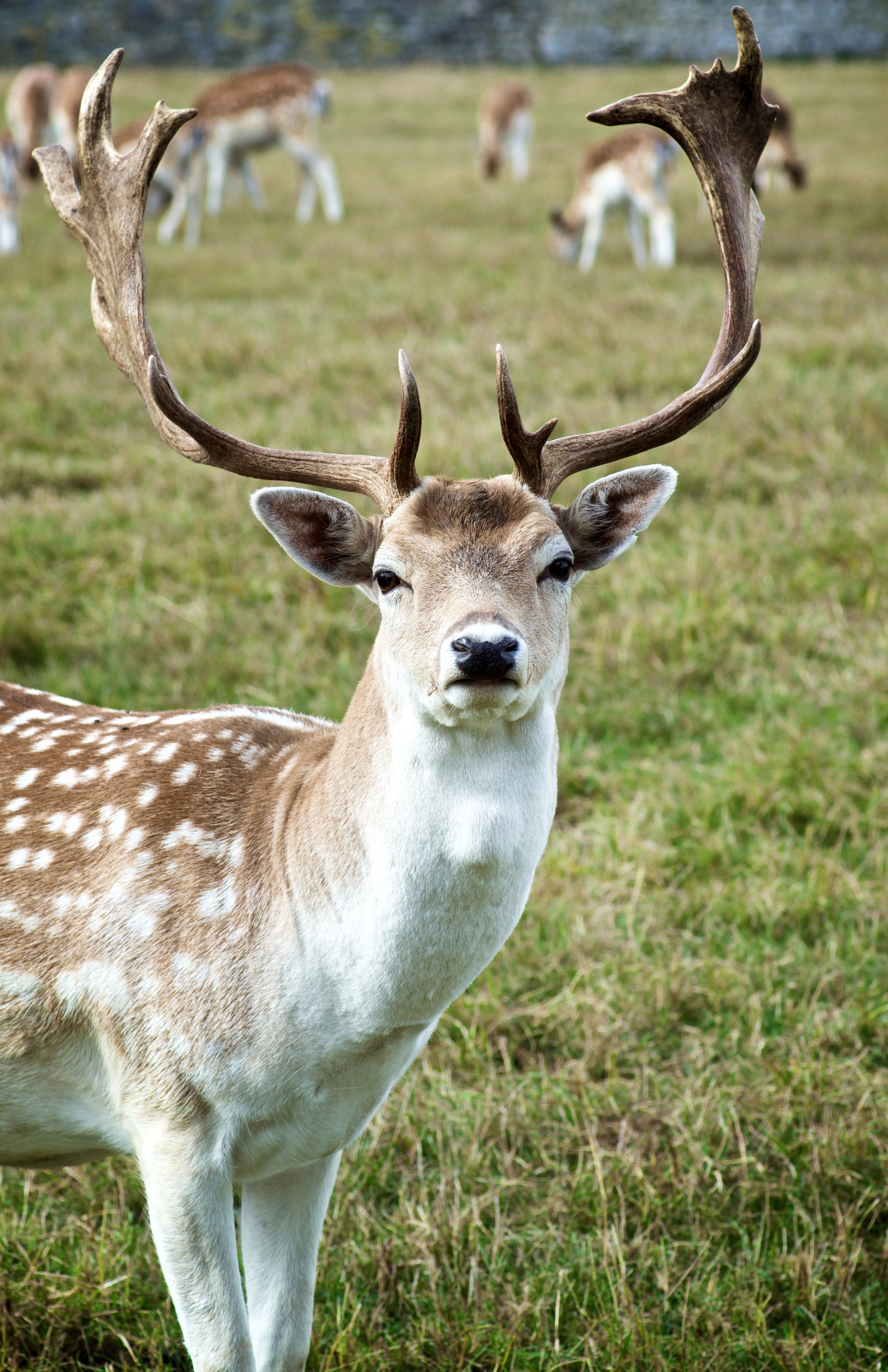 Fallow Deer on Meadow, an Animal Photo by zhekos | Creative Market Fallow Deer on Meadow, an Animal Photo by zhekos