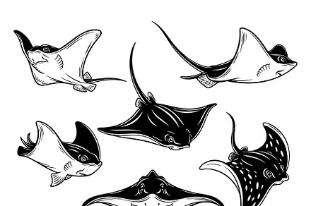 Vector of stingrays and manta rays., an Animal Illustration by yod67