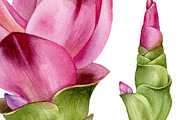 Curcuma flowers. Watercolor clipart, an Illustration by Mary (Thumbnail 3 of 3)