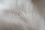 Delicate | 20 Feather Photos, a Nature Photo by Melanie Helena (Thumbnail 16 of 20)