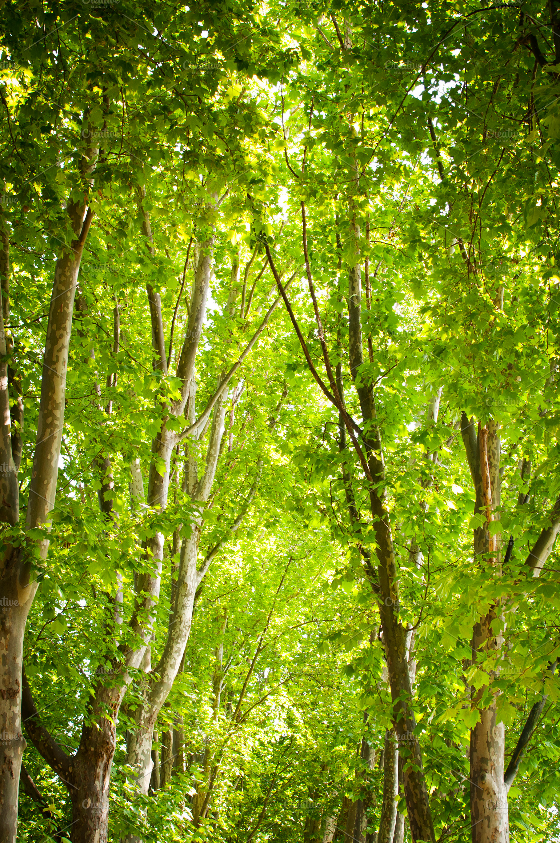 Trees, a Nature Photo by THP Creative