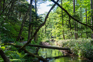 Gokusama wetlands and forest reflections in Kamikochi, Japan, a Nature Photo by GoodGoods