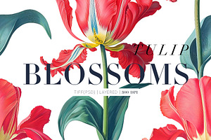 Tulip Blossoms, Luxury Prints & More, a Pattern Graphic by Pink Linen