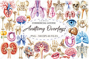 Antique Anatomy Overlays Set 2, an Illustration by designcity5 (Thumbnail 1 of 3)