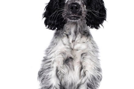 Cocker spaniel dog pup on white back containing adorable, animal, and black, an Animal Photo by Cat'chy Images by Nynke