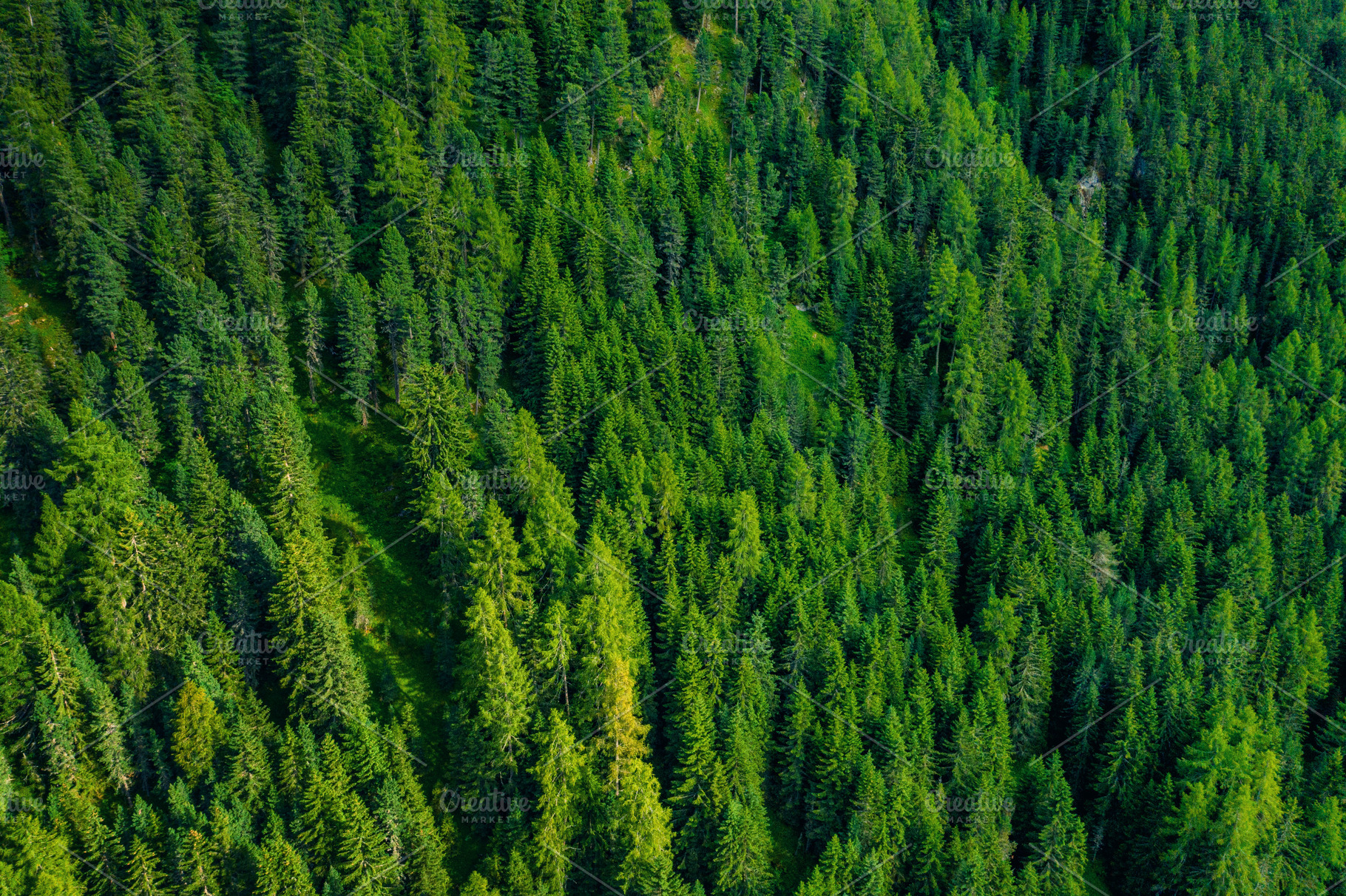 pine forest top view, a Nature Photo by AlexZaitsev