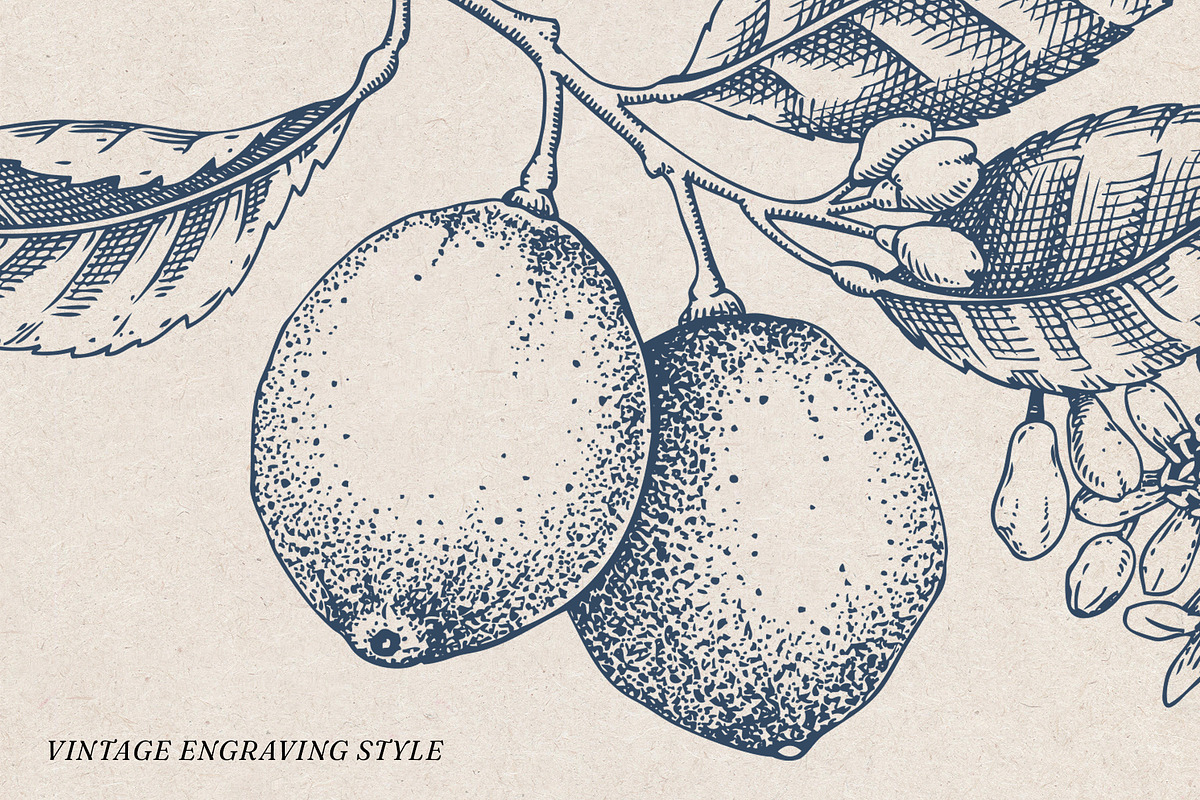 Citrus Fruit Vector Illustration Set, a Food Illustration by Yevheniia (Photo 5 of 11)