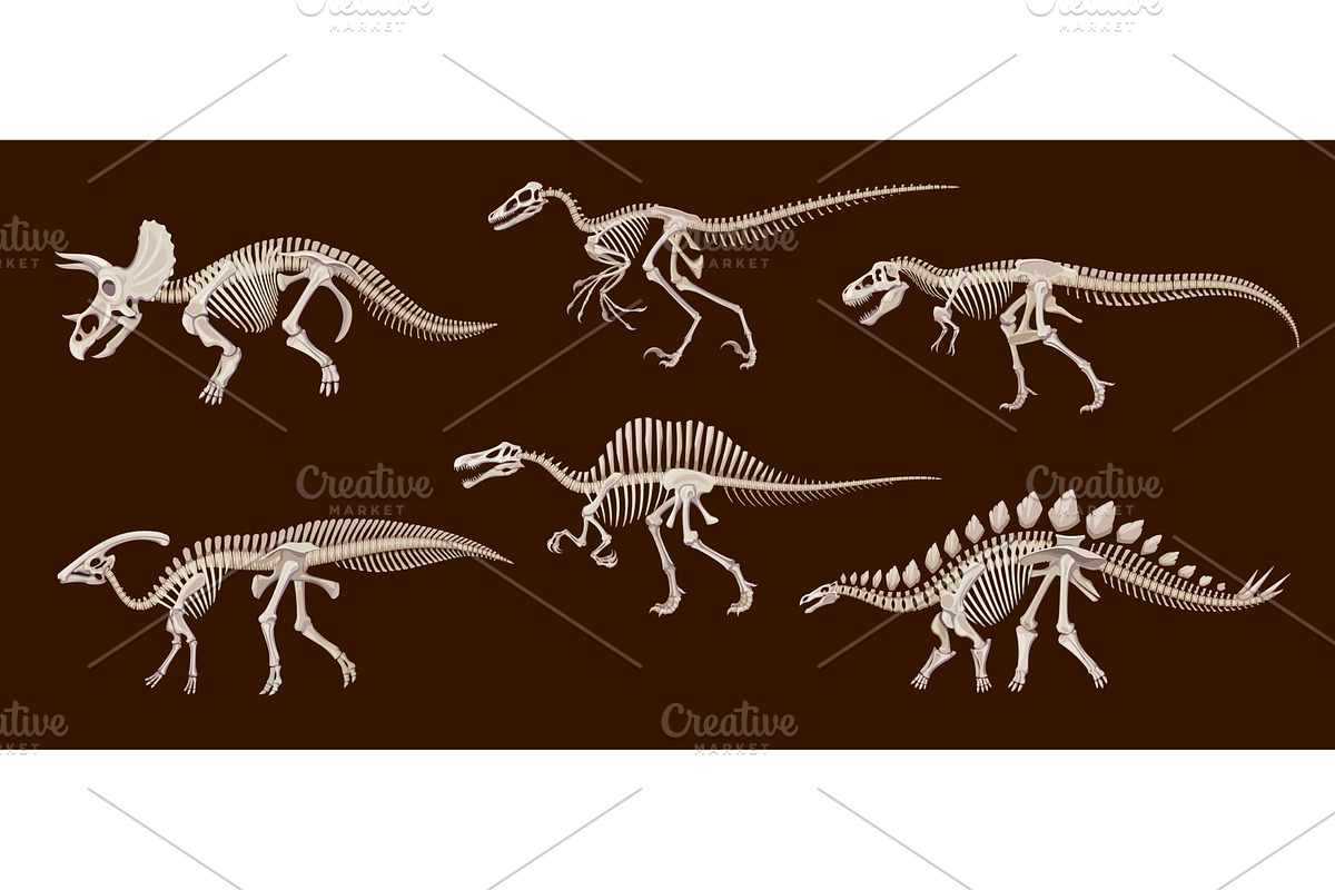 Cartoon dinosaur fossil skeletons, an Animal Illustration by Buch\u0026Bee, image size:1200x800