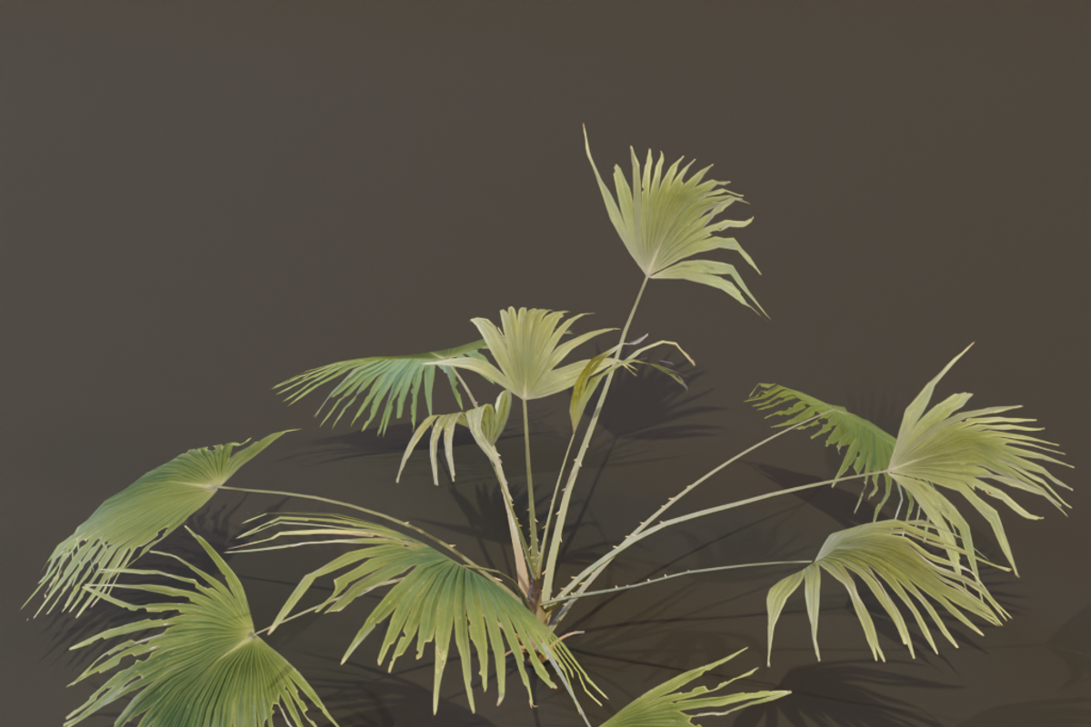 A Fan Palm Bush, a Plants & Tree 3D Model by FuturePastCreatives (Photo 4 of 7)